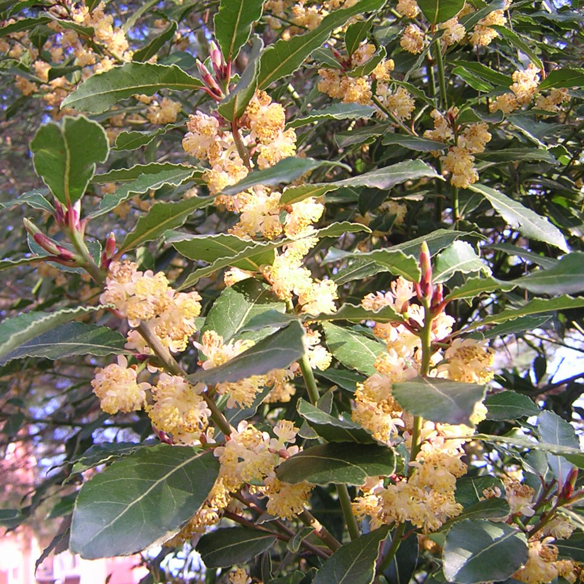 Laurus nobilis - alloro (Alveolo forestale)