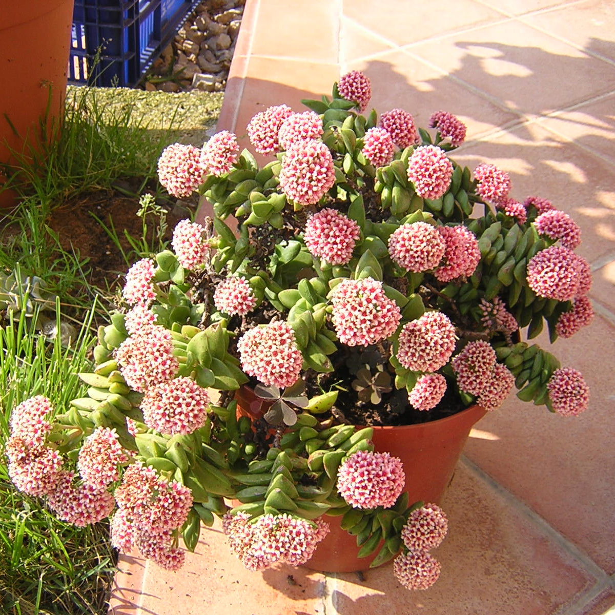 Crassula cv "springtime" - Christmas bouquet (10 cm pot)