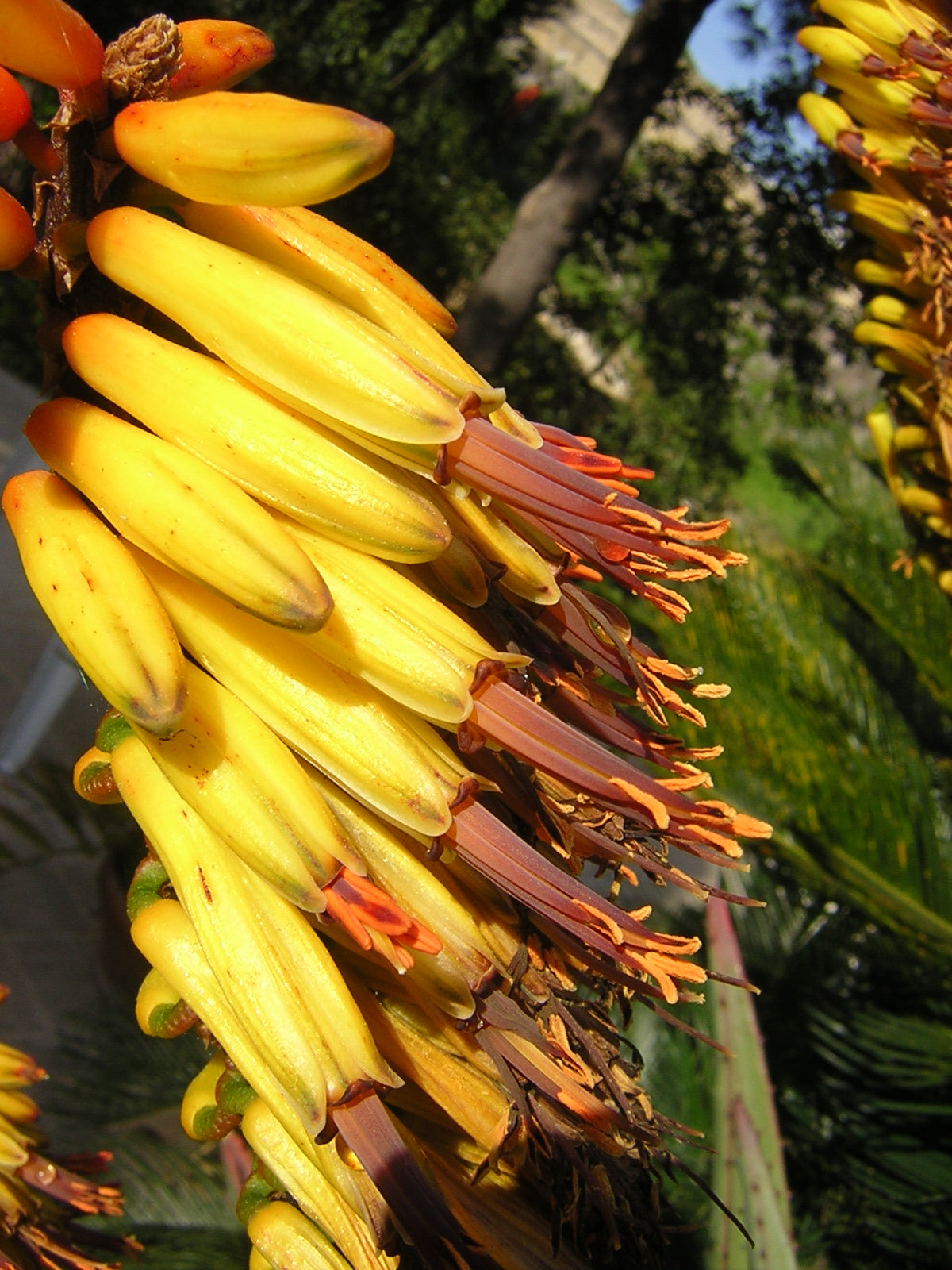 Aloe ferox var. marlothii (Vaso 18 cm)