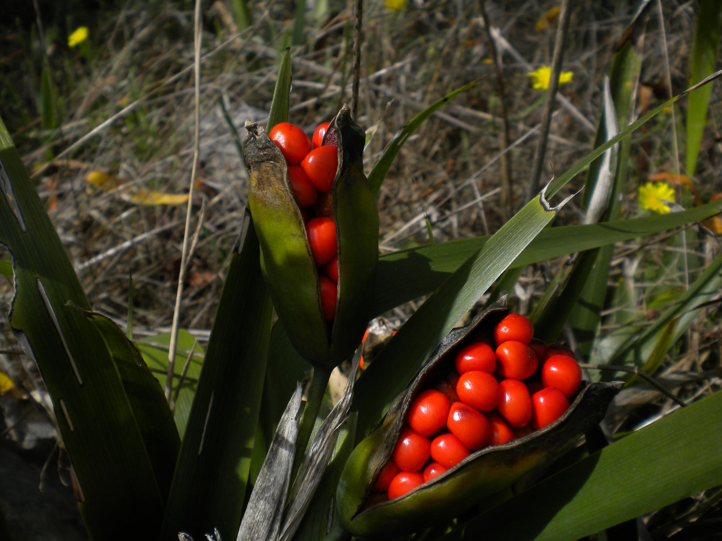 Iris foetidissima - iris scaccia talpe (2 rizomi)