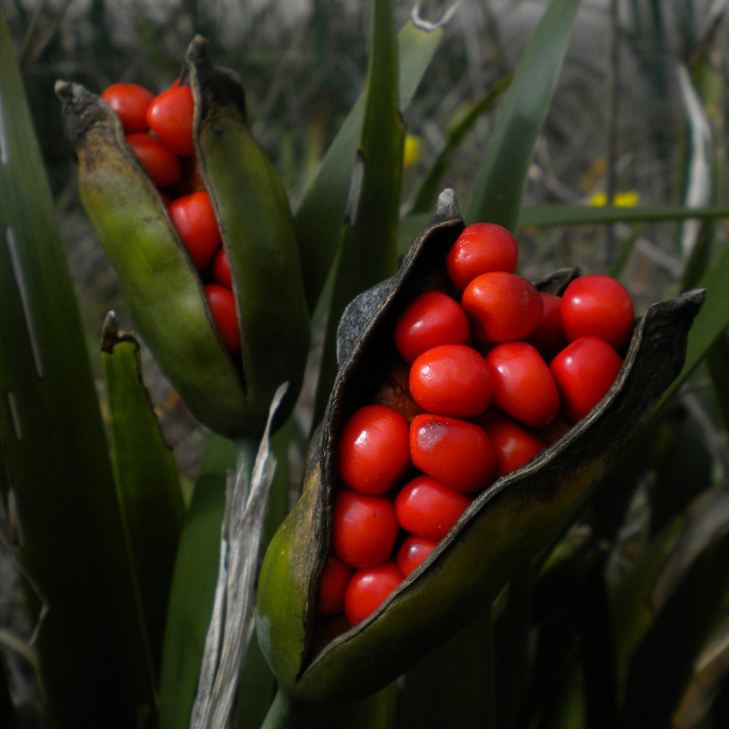Iris foetidissima - iris scaccia talpe (2 rizomi)