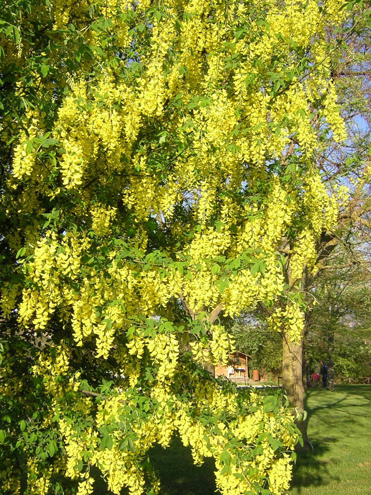 Laburnum anagyroides - maggiociondolo (Alveolo forestale)