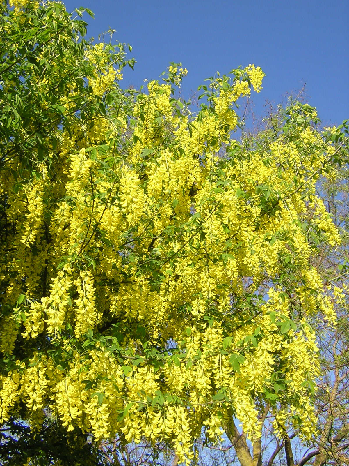 Laburnum anagyroides - maggiociondolo (Alveolo forestale)