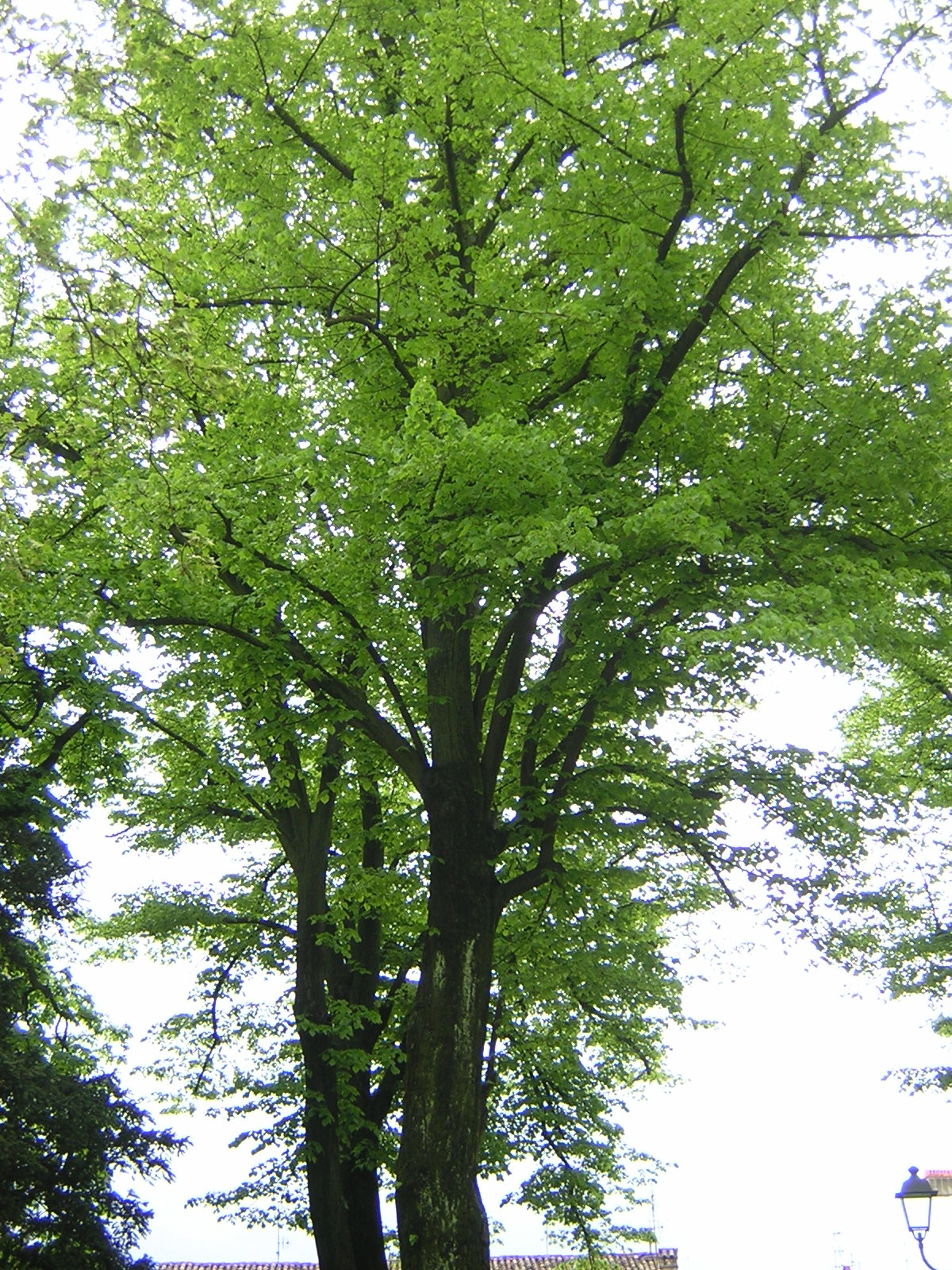 Tilia platyphyllos - tiglio comune (Alveolo forestale)