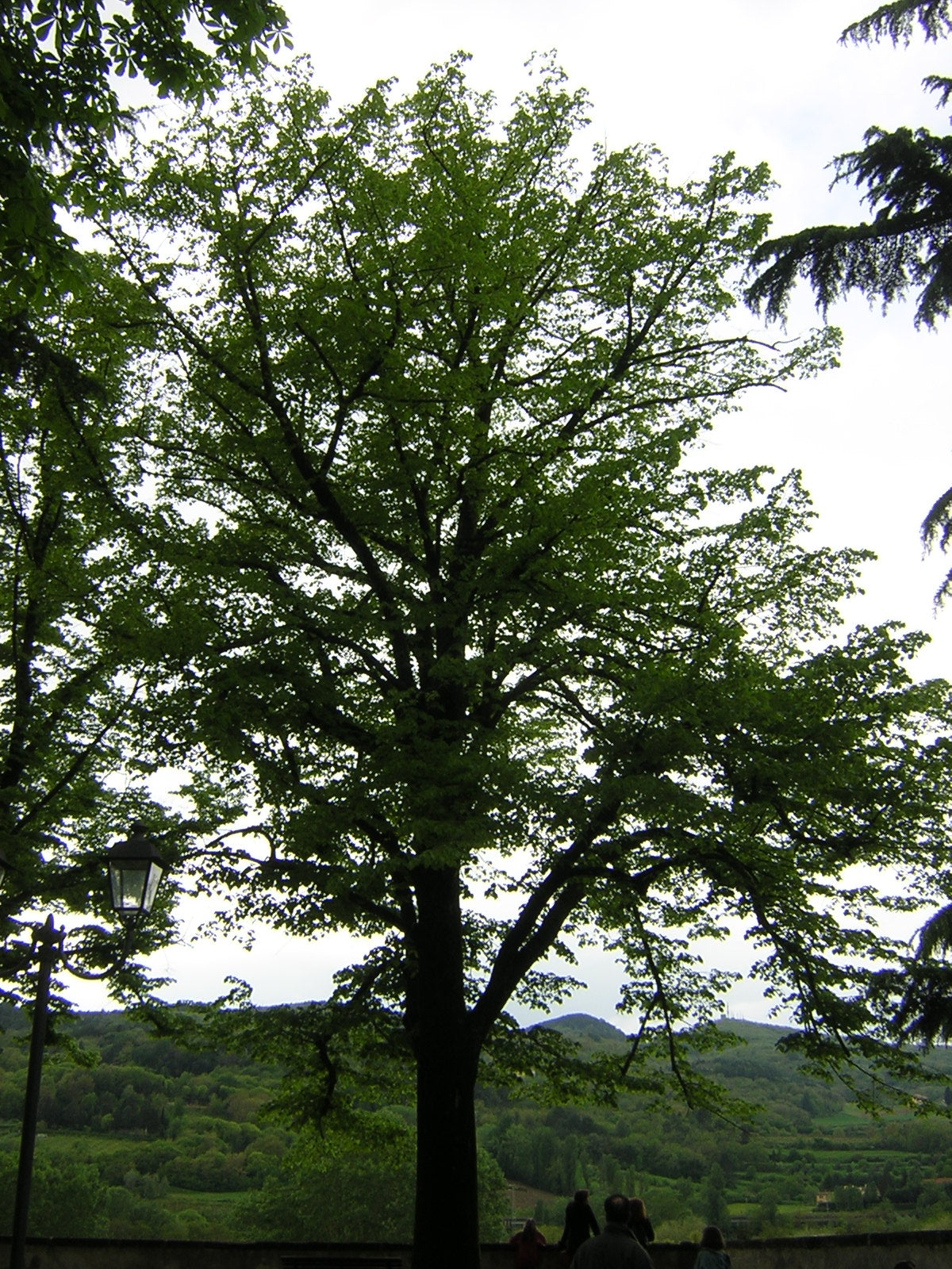 Tilia cordata - wild lime tree (Square vase 9x9x20 cm)