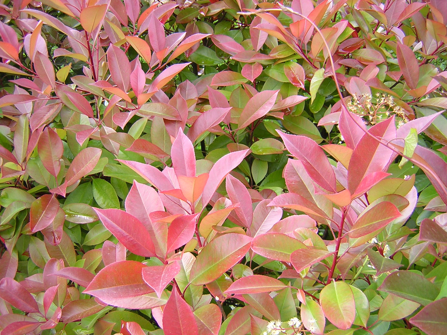 Photinia x forzari cv. "red robin" - photinia (Forest alveolus)