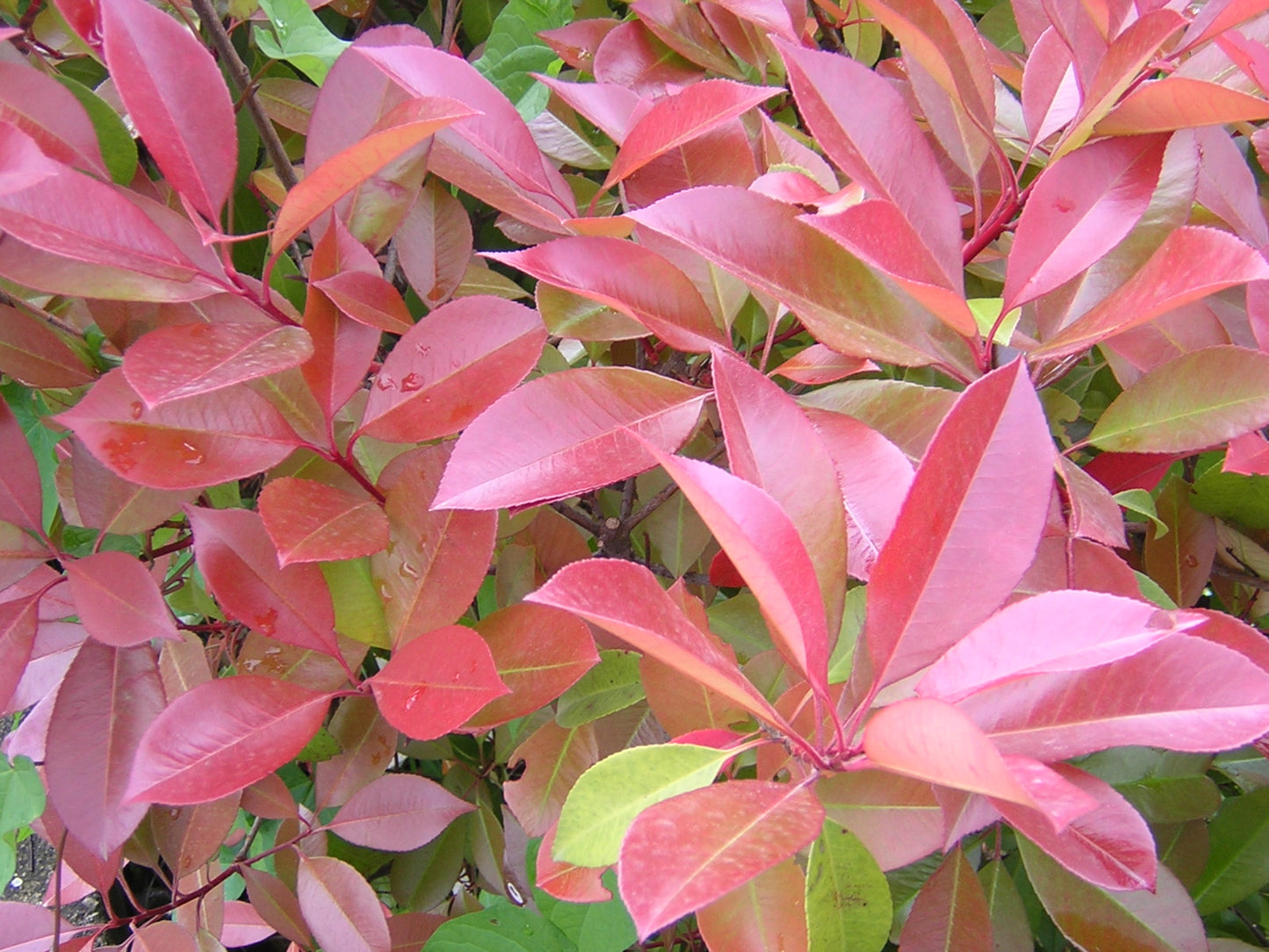 Photinia x forzari cv. "red robin" - photinia (Forest alveolus)