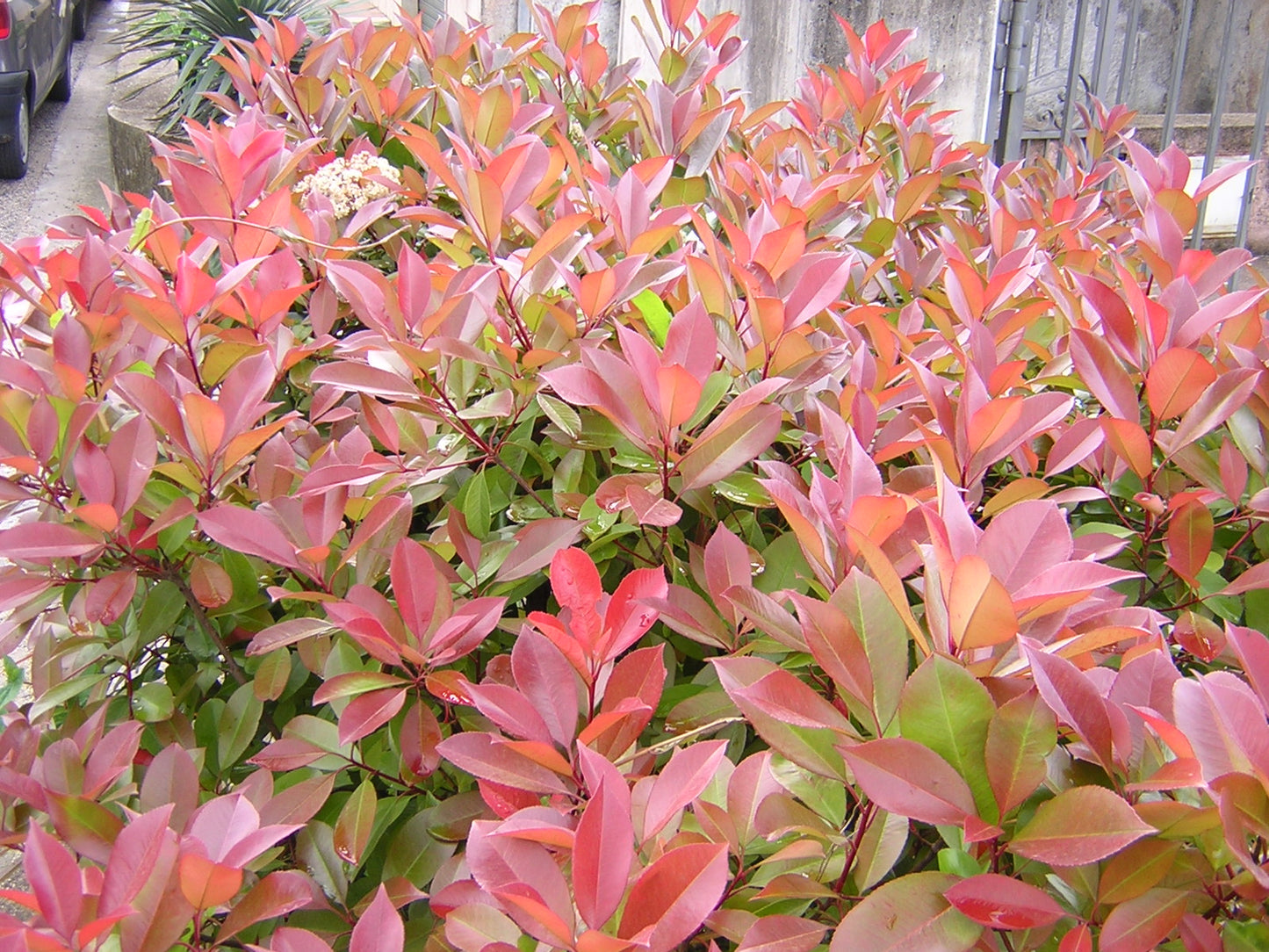 Photinia x forzari cv. "red robin" - photinia (Forest alveolus)