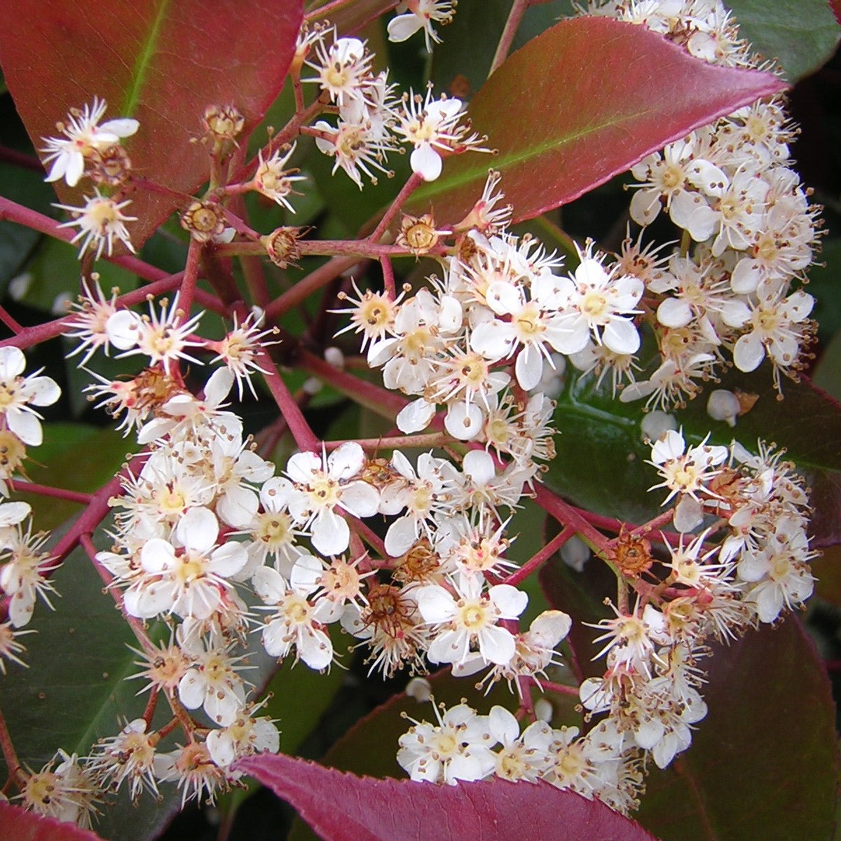 Photinia x forzari cv. "red robin" - photinia (Forest alveolus)