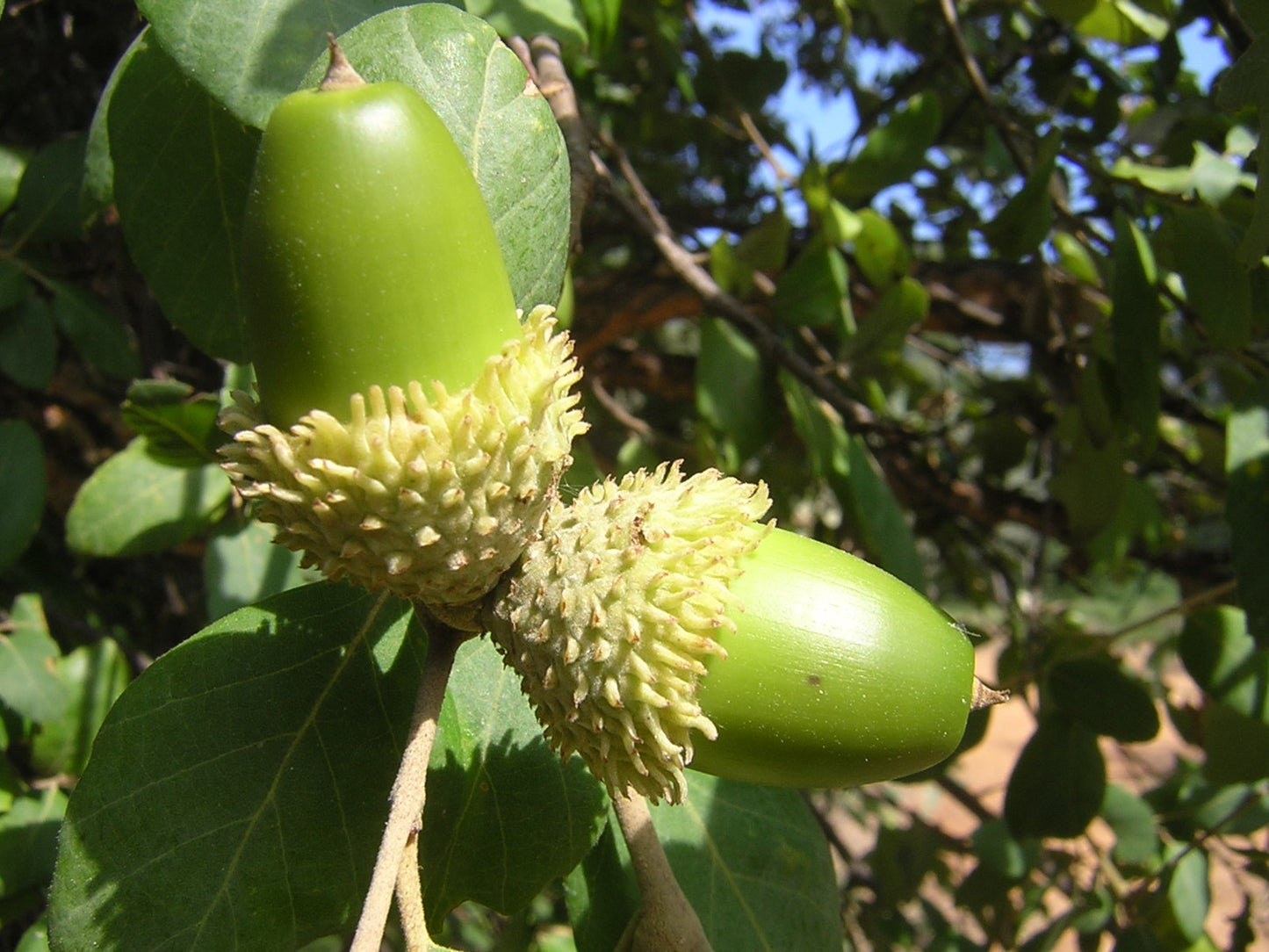 Quercus suber - cork tree (5 seeds)