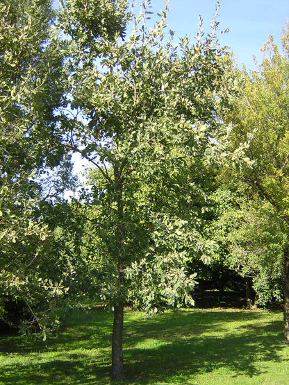 Quercus ithaburensis subs. macrolepis - vallonea (Alveolo forestale)