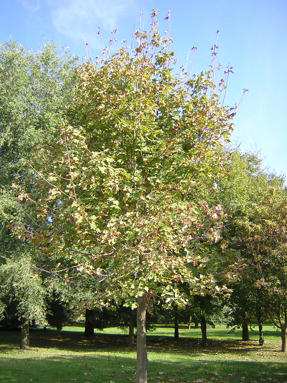 Acer platanoides - acero riccio (Alveolo forestale)