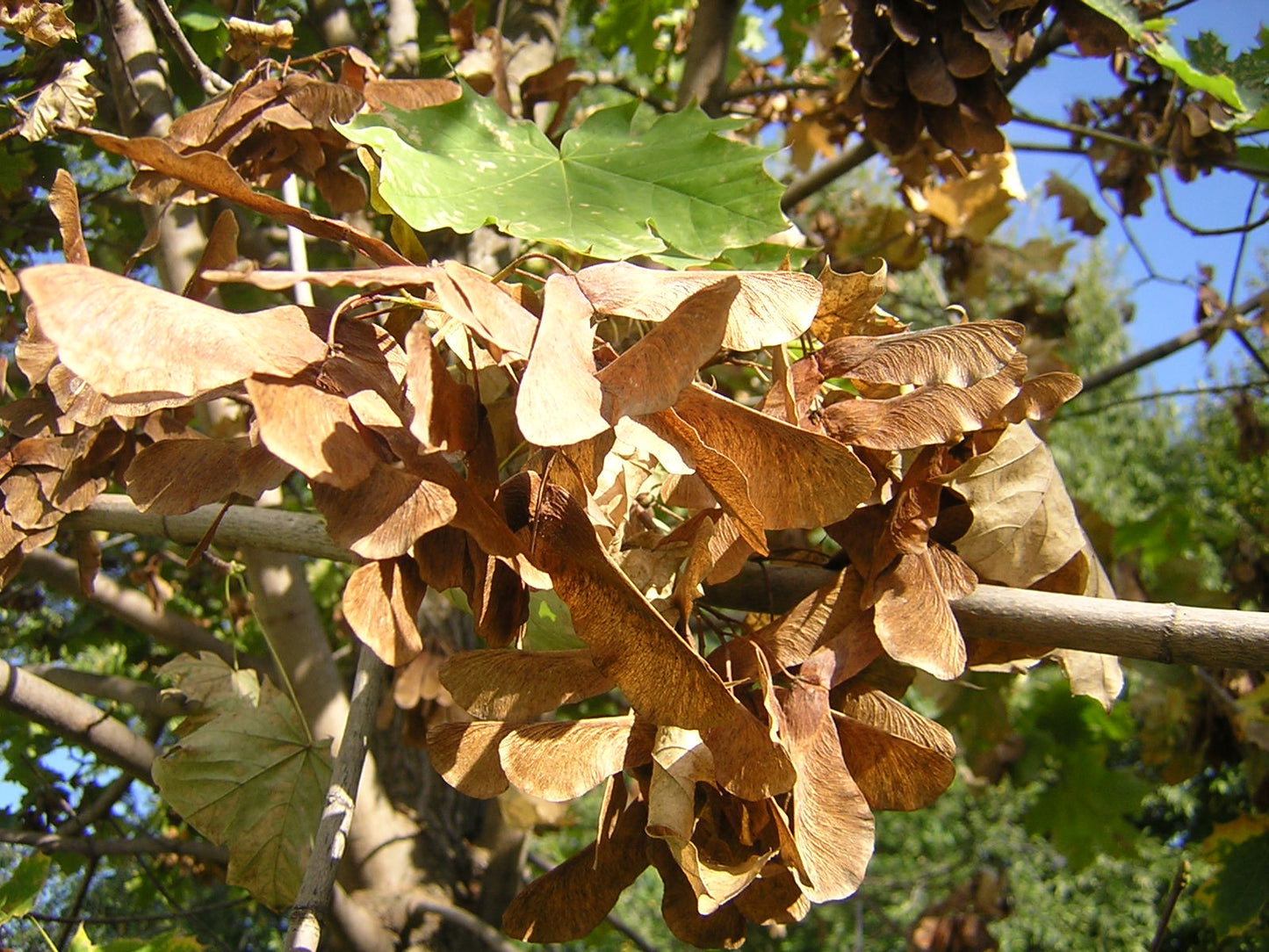 Acer platanoides - acero riccio (Alveolo forestale)