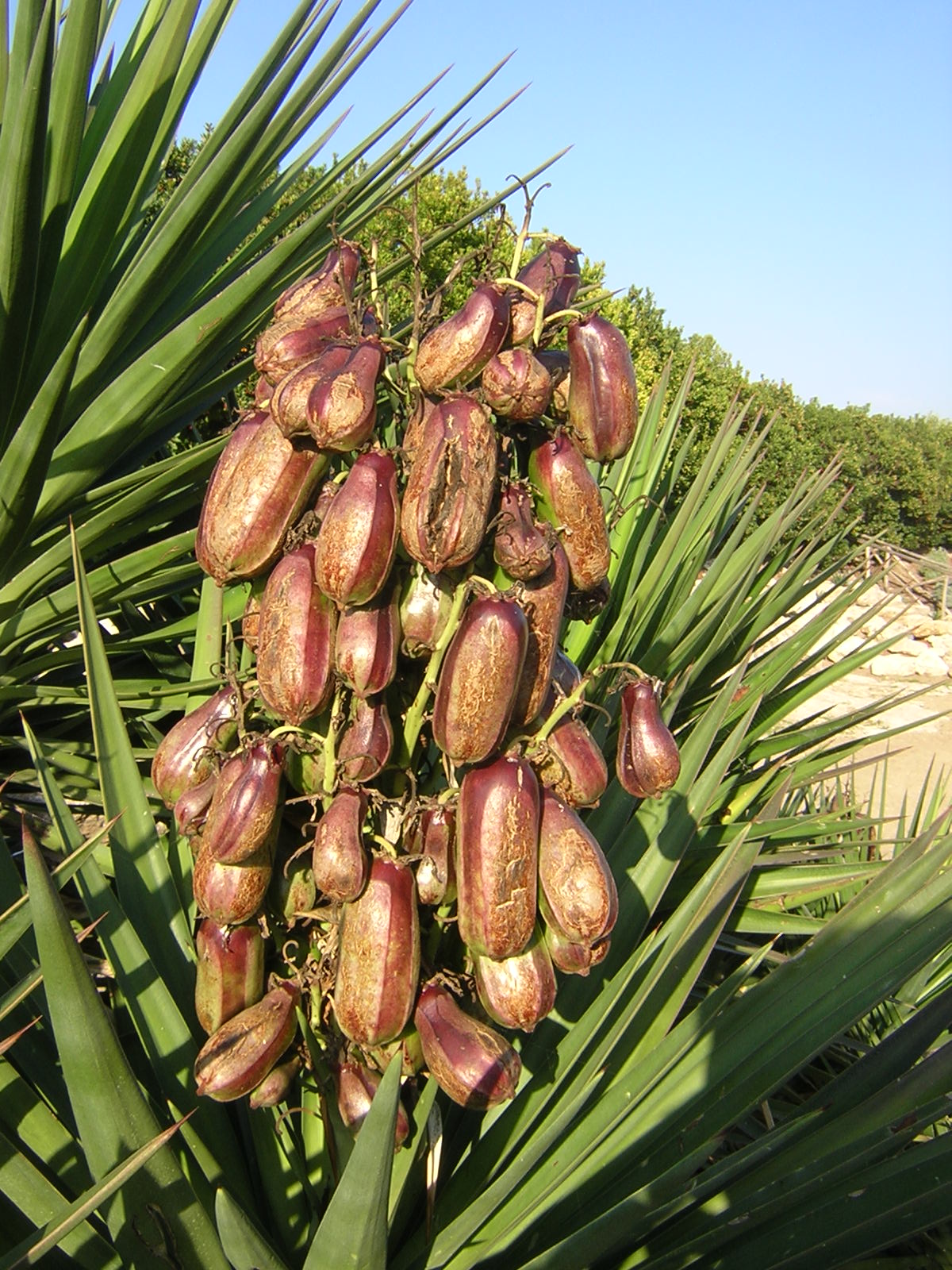 Yucca aloifolia - Baionetta Spagnola (Talea)