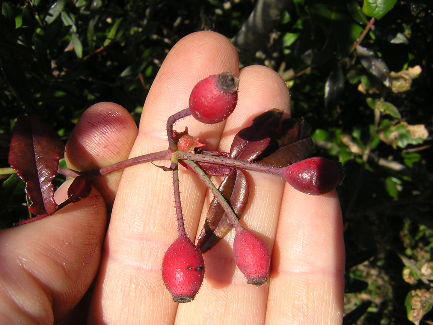 Rosa sempervirens - St. John's rose (Forest alveolus)
