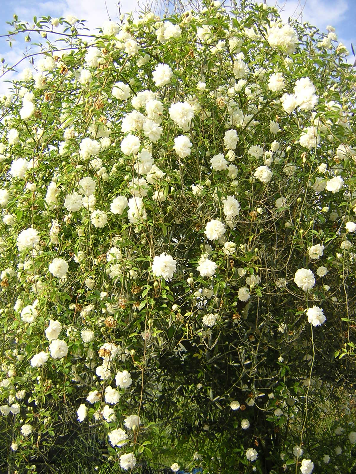 Rosa fortuniana cv "Maria Cilento" rosa di Fortrune (Alveolo forestale)