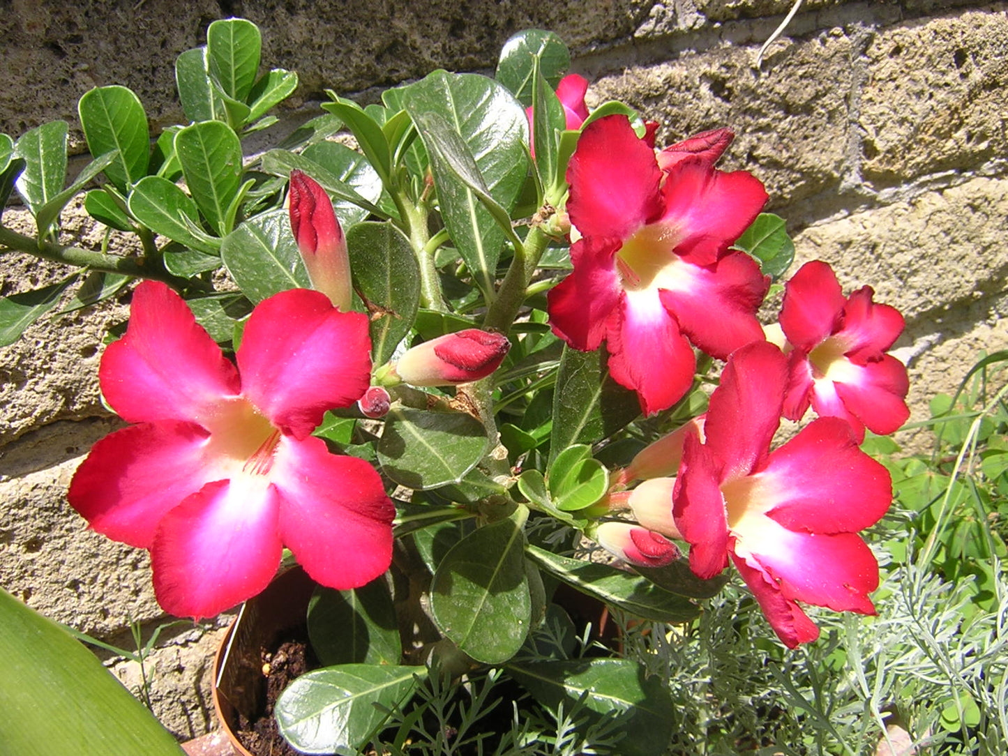 Adenium Obesum Pink - Rosa Del Deserto (Vaso Quadro 7X7X8 Cm)