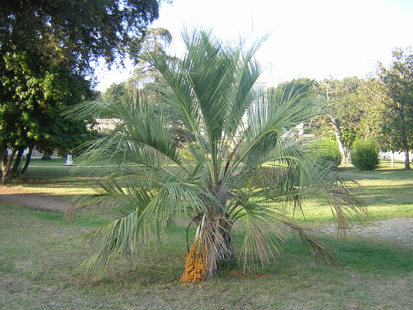 Butia capitata - buzia (Square vase 9x9x20 cm)