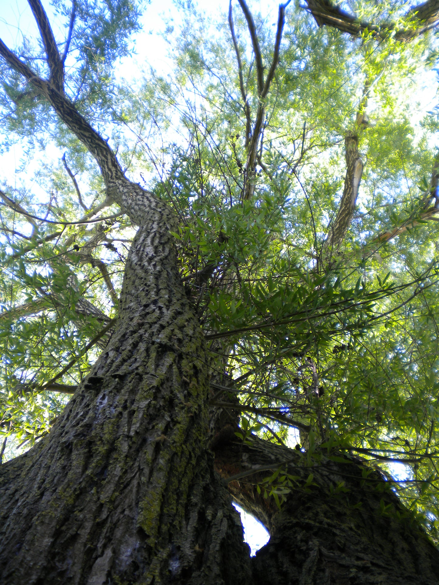 Salix alba - salice bianco (Alveolo forestale)