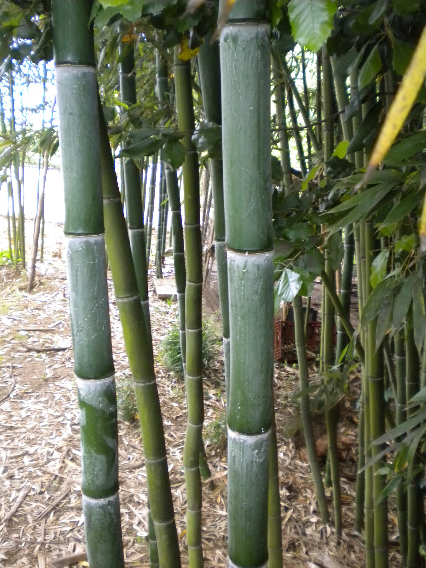 Phyllostachys viridis var. mitis - bamboo gigante (Vaso 24 cm)