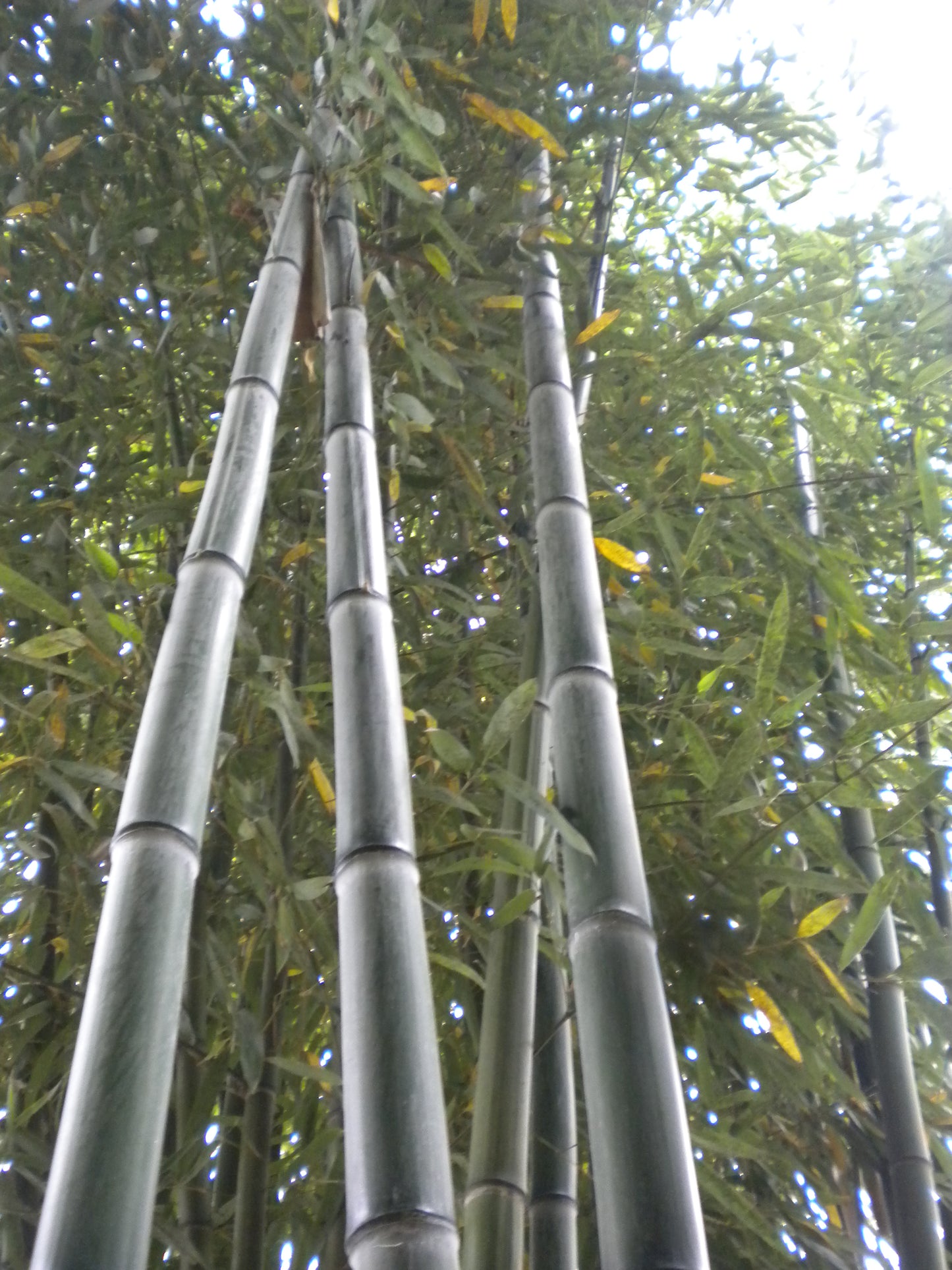 Phyllostachys viridis var. mitis - bamboo gigante (Vaso 24 cm)
