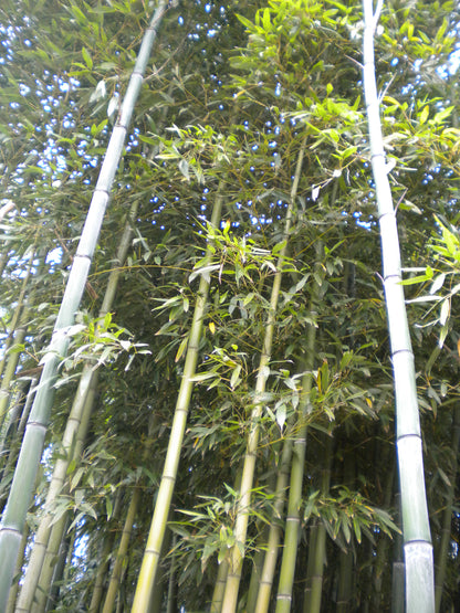 Phyllostachys viridis var. mitis - bamboo gigante (Vaso 24 cm)