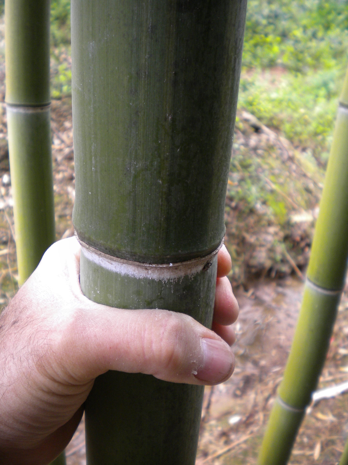 Phyllostachys viridis var. mitis - bamboo gigante (Vaso 24 cm)