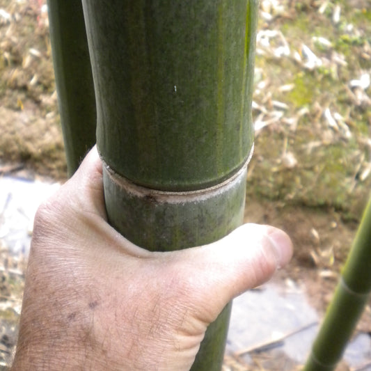 Phyllostachys viridis var. mitis - bamboo gigante (Vaso 24 cm)