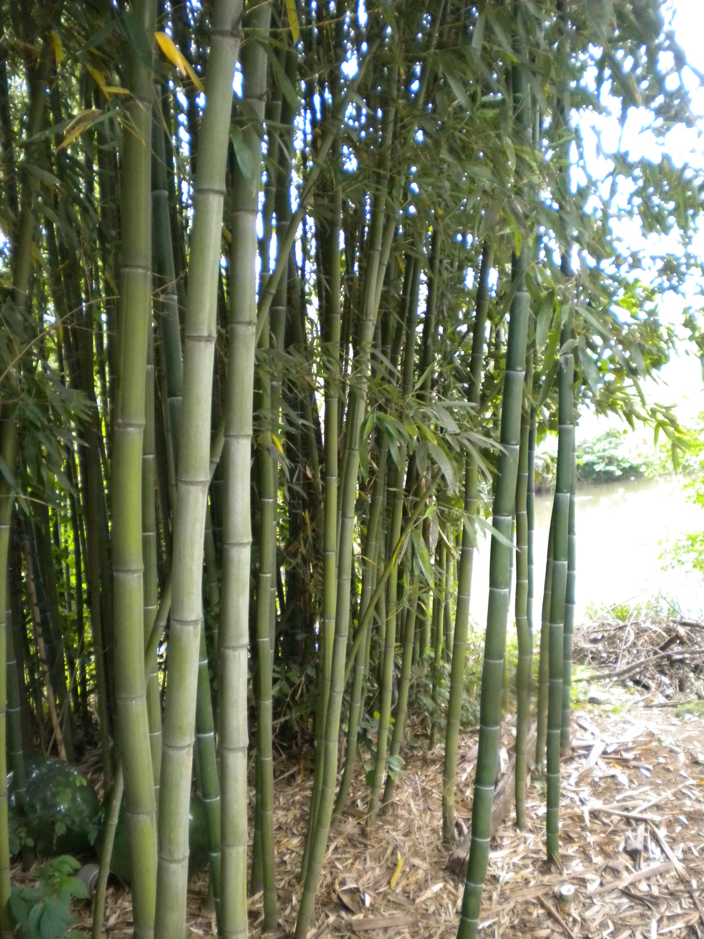 Phyllostachys viridis var. mitis - bamboo gigante (Vaso 24 cm)