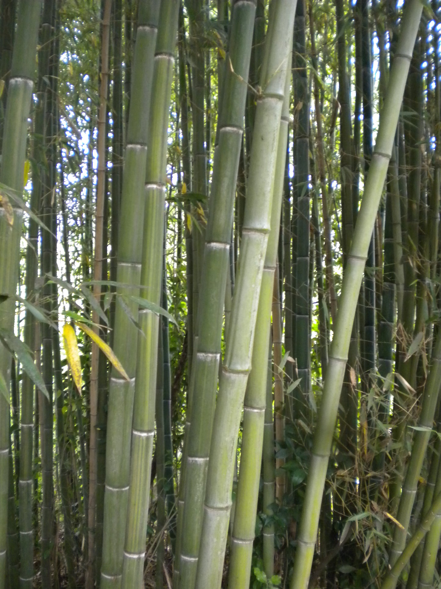 Phyllostachys viridis var. mitis - bamboo gigante (Vaso 24 cm)
