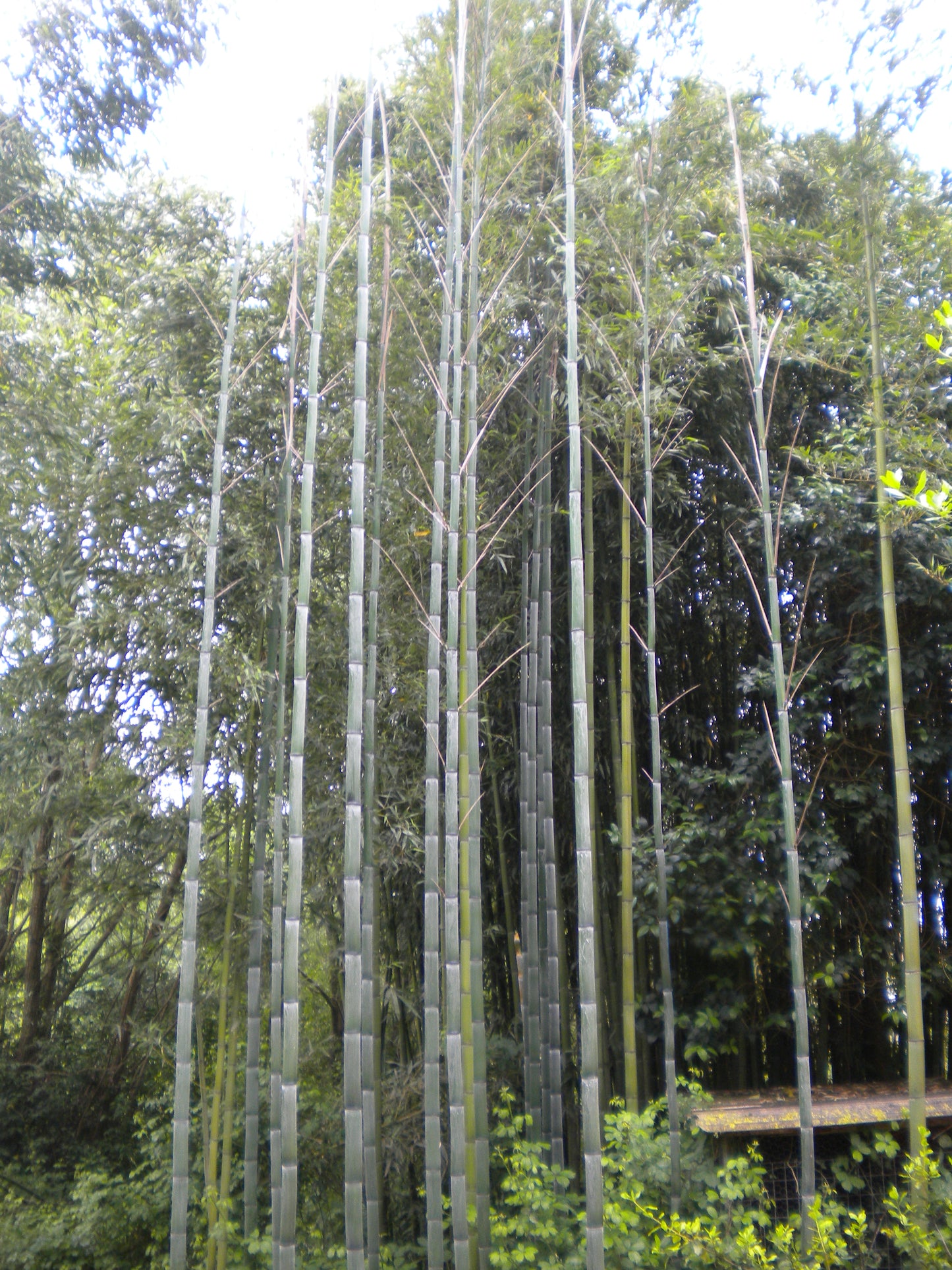 Phyllostachys viridis var. mitis - bamboo gigante (Vaso 24 cm)