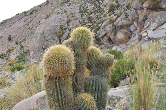 Trichocereus bertramianus - cerro Comanche di Bolivia (Vaso 18 cm)