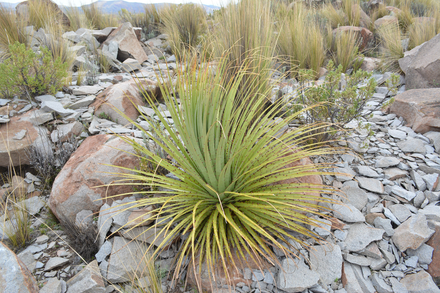 Puya raimondii - Queen of the Andes (Square vase 7x7x8 cm)