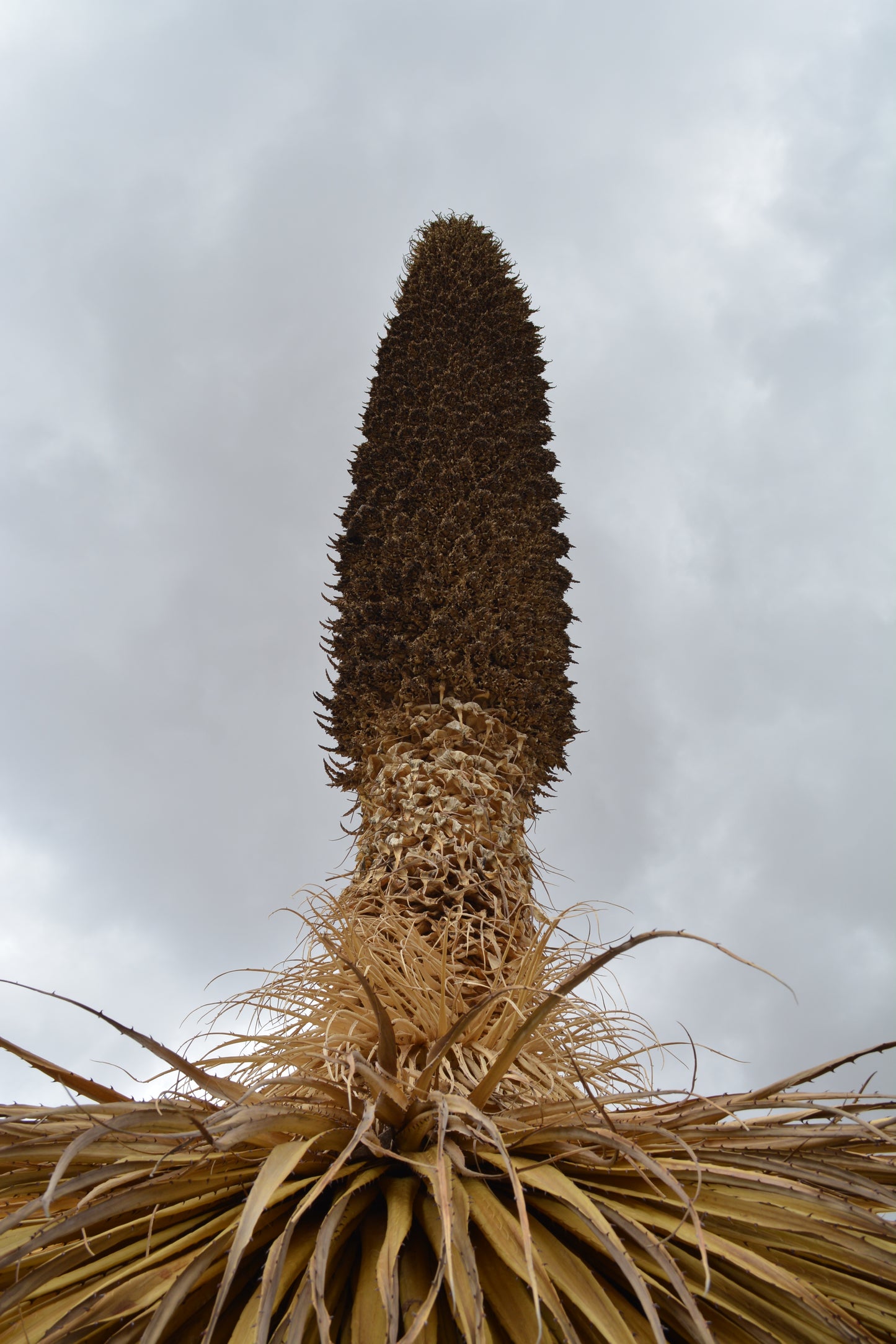 Puya raimondii - Queen of the Andes (Square vase 7x7x8 cm)