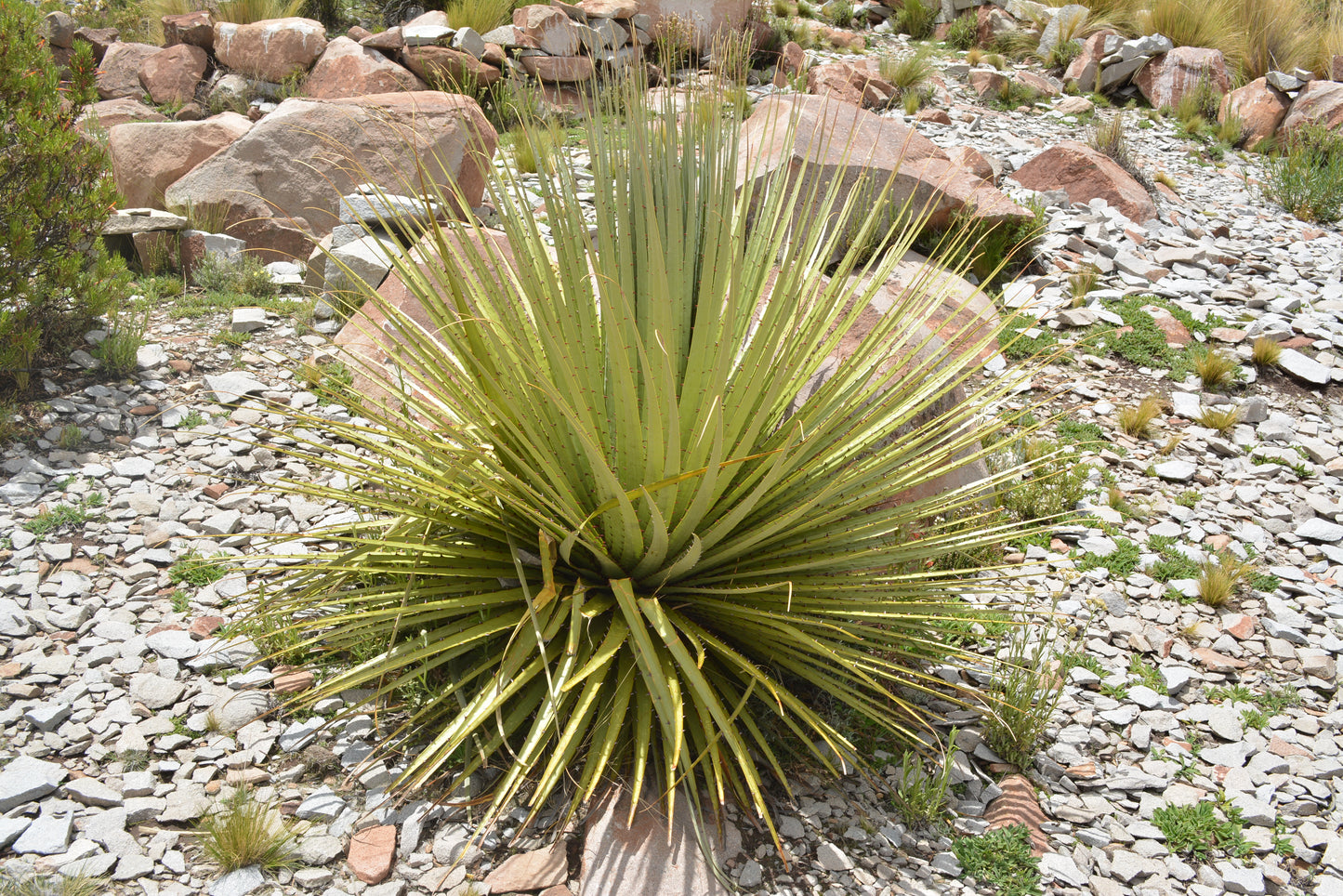 Puya raimondii - Queen of the Andes (Square vase 7x7x8 cm)