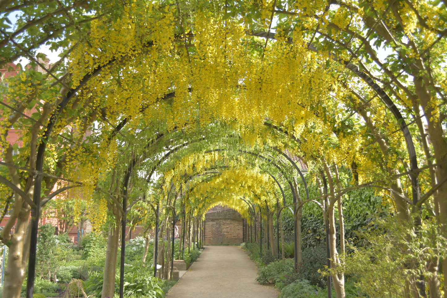 Laburnum anagyroides - maggiociondolo (Alveolo forestale)