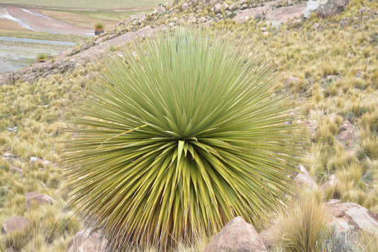 Puya raimondii - Queen of the Andes (Square vase 7x7x8 cm)