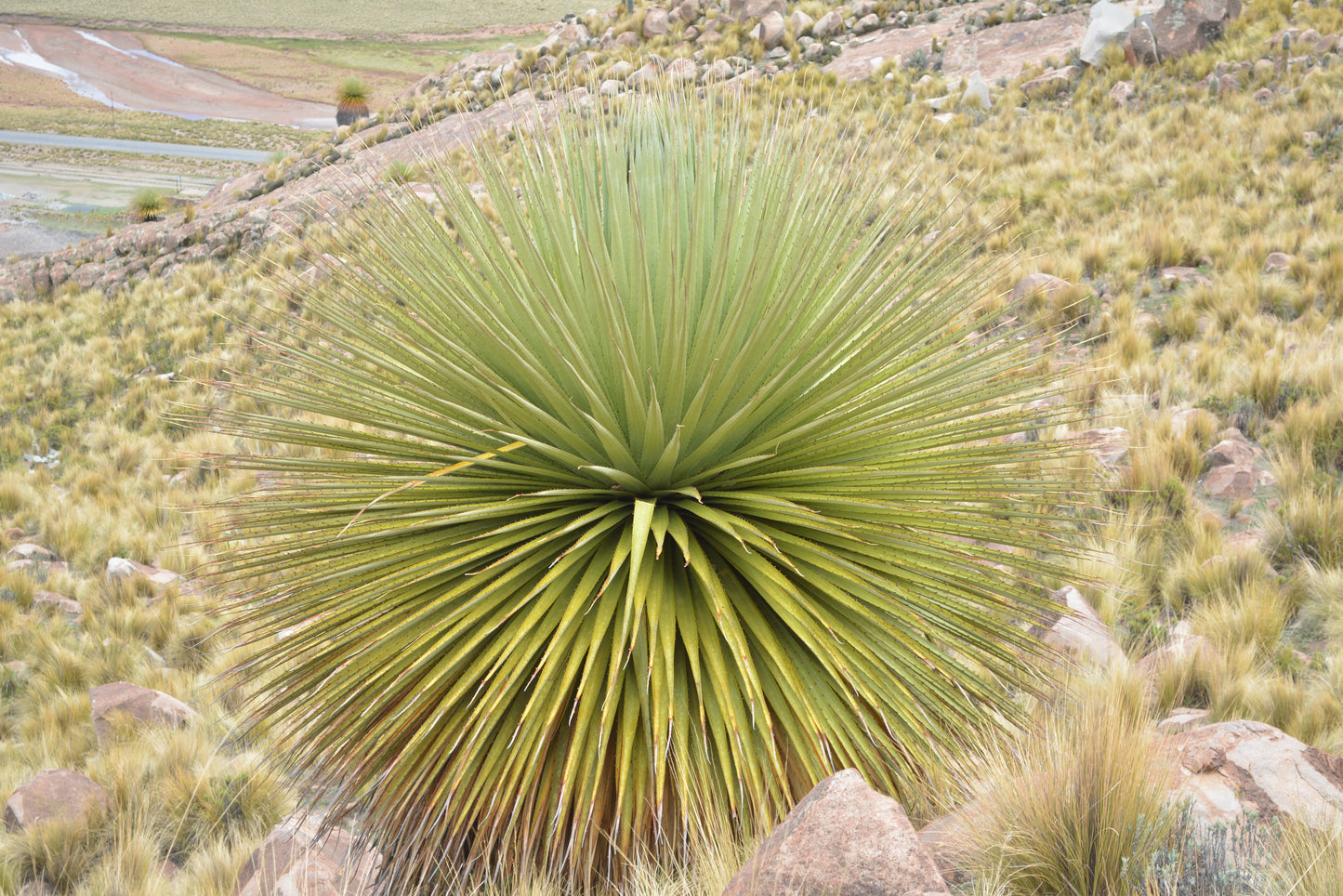 Puya raimondii - Queen of the Andes (Pot 15 cm)
