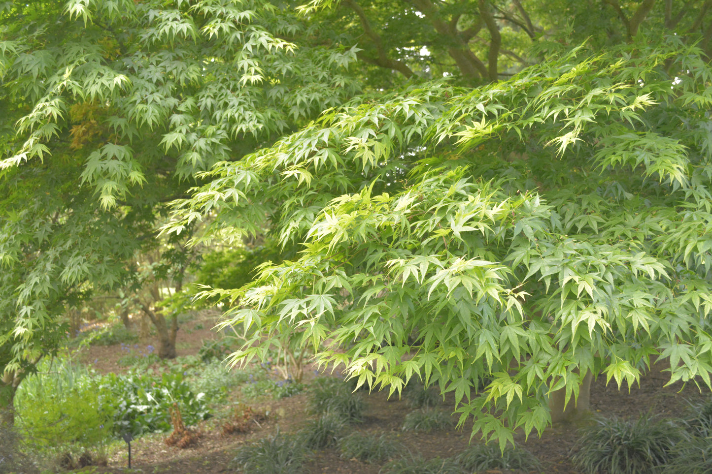 Acer palmatum cv. "viridis" FRANCO - acero giapponese verde (Vaso 18 cm)