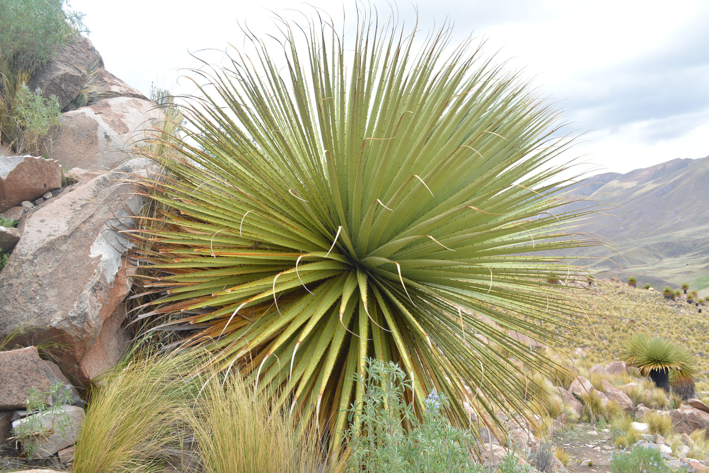 Puya raimondii - Queen of the Andes (Square vase 7x7x8 cm)