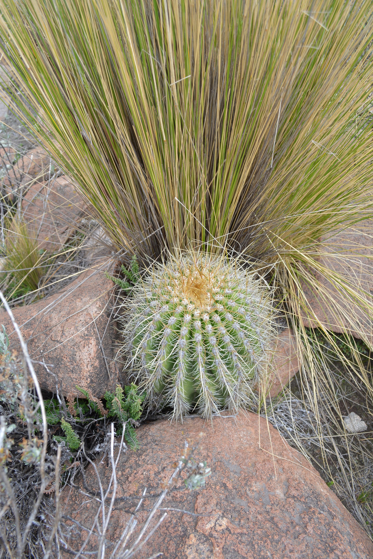 Trichocereus bertramianus - Comanche oak from Bolivia (Pot 18 cm)