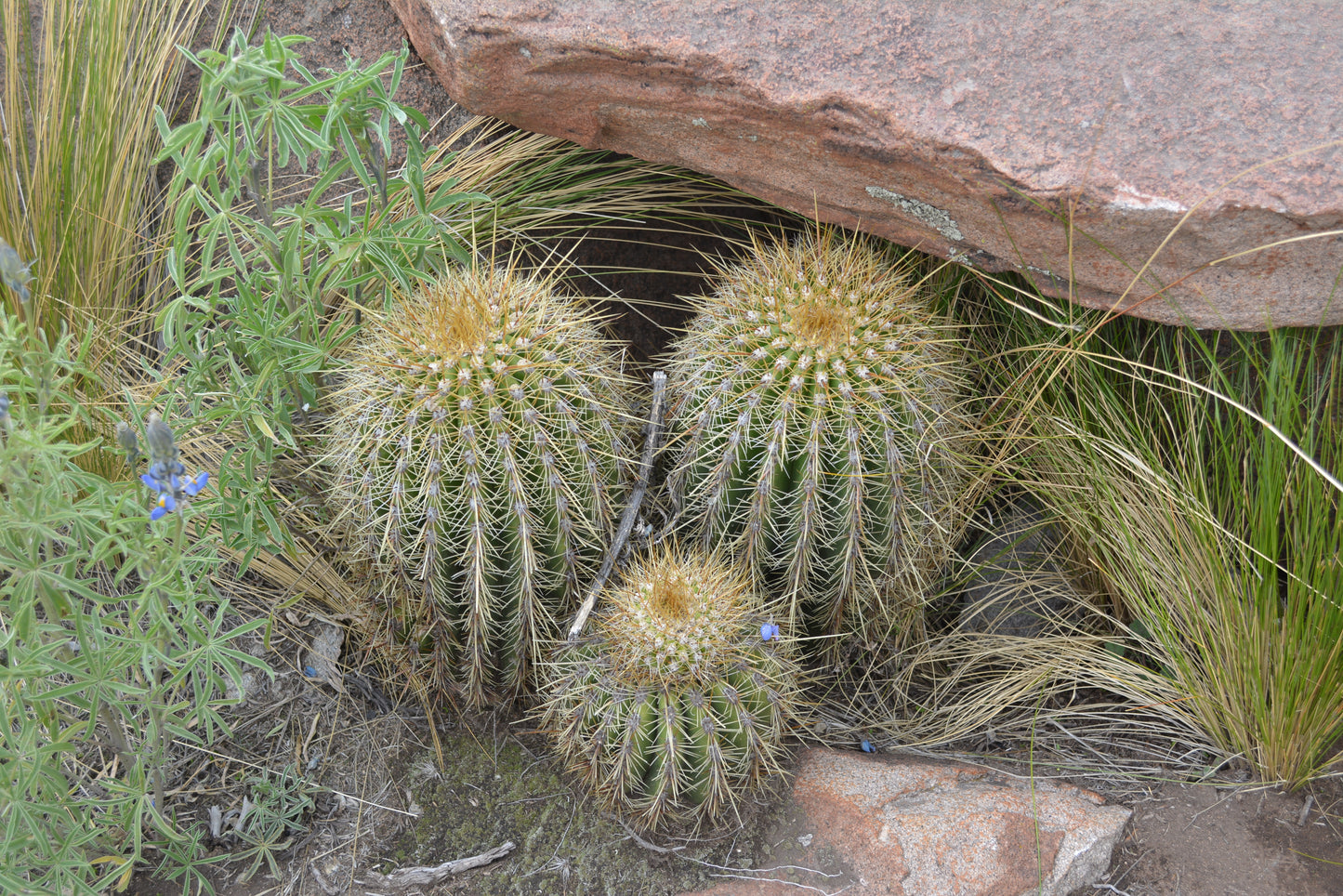 Trichocereus bertramianus - Comanche oak from Bolivia (Pot 18 cm)