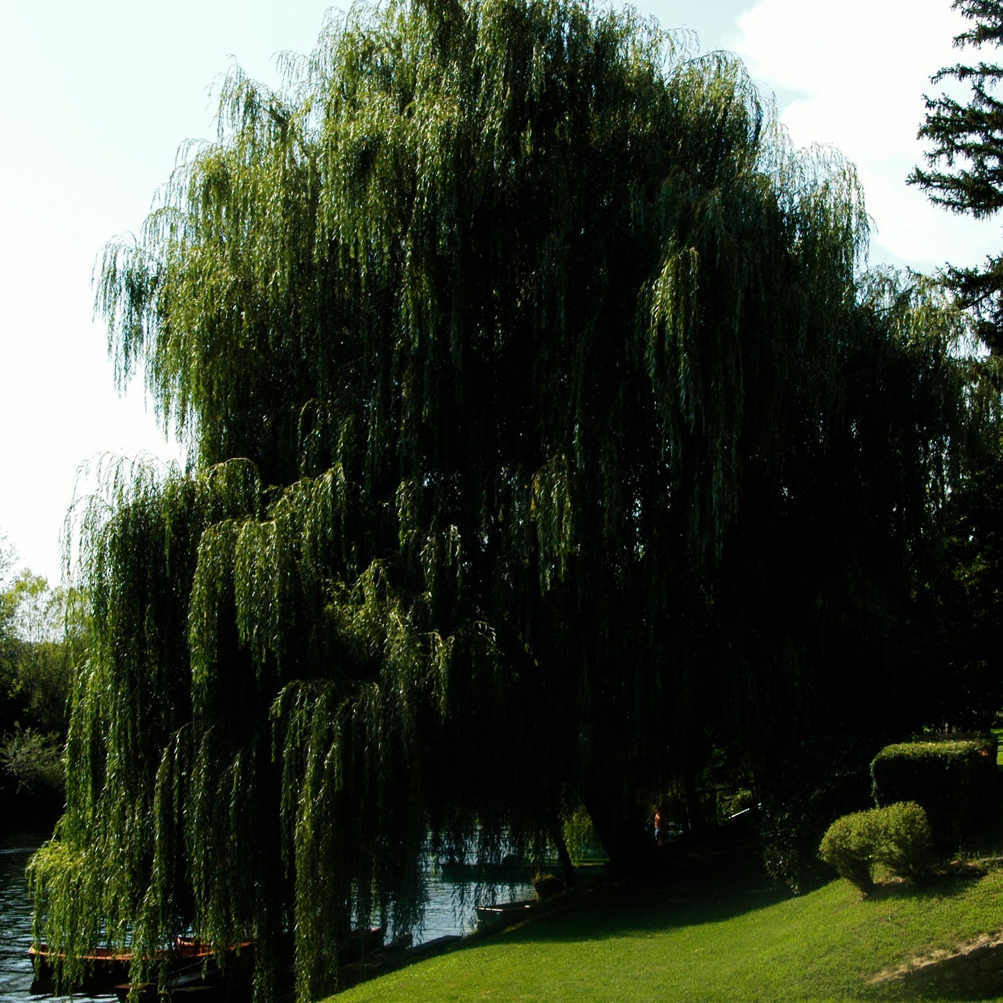 Salix babylonica - salice piangente (Vaso quadro 9x9x20 cm)