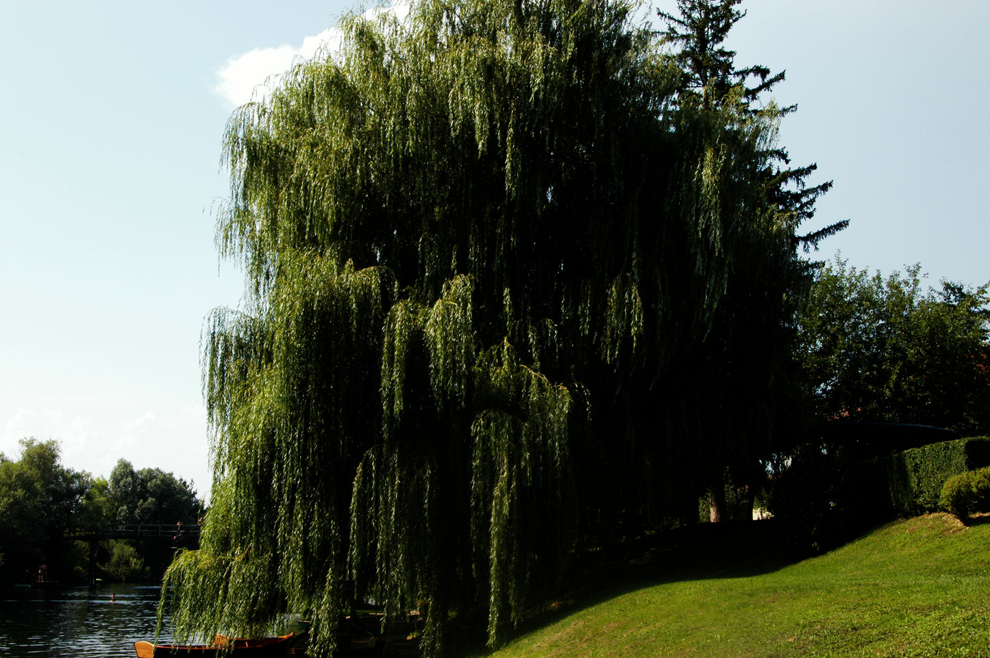 Salix babylonica - salice piangente (Vaso quadro 9x9x20 cm)