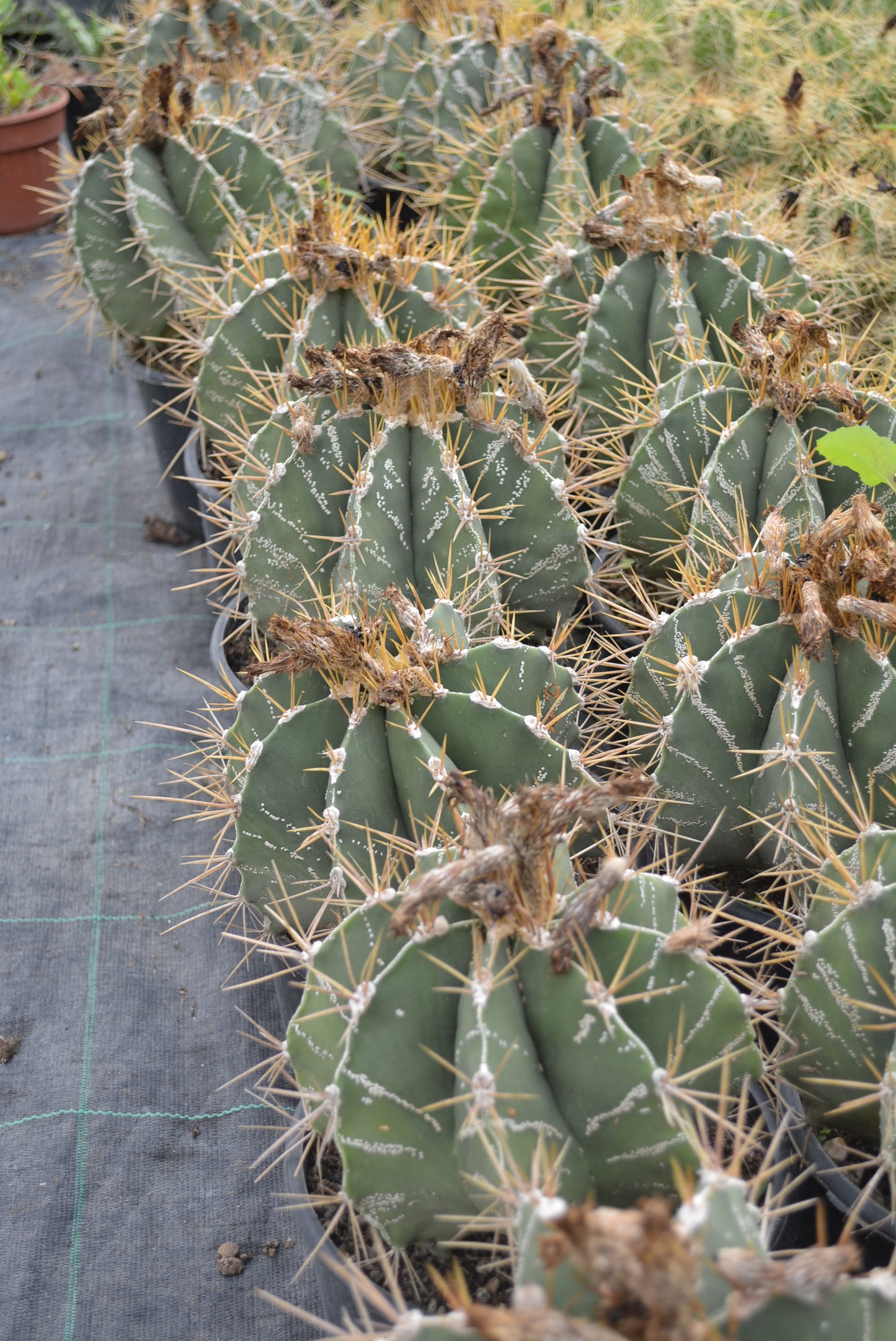 Astrophytum ornatum PICCOLO - cappello del prete (Vaso 18 cm)