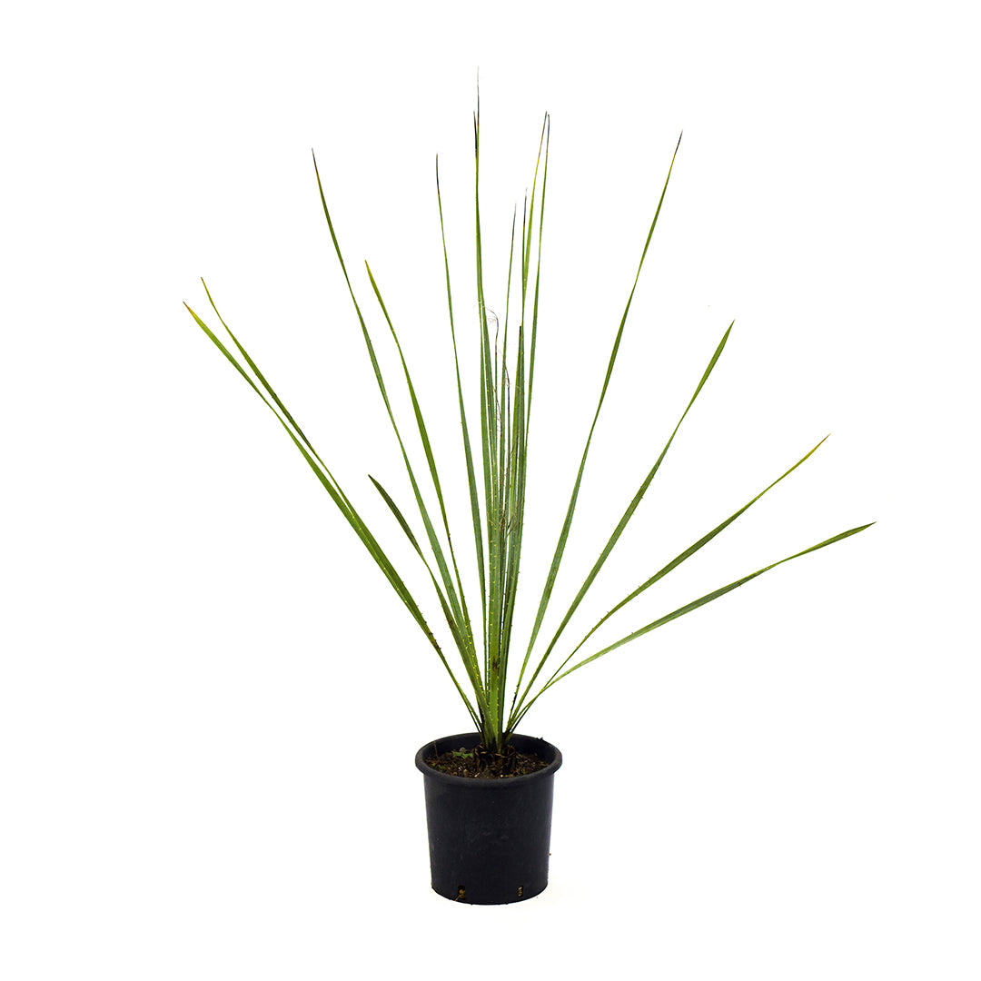 Dasylirion acrotrichum var. parryanum - dasilirio (Vase 18 cm)