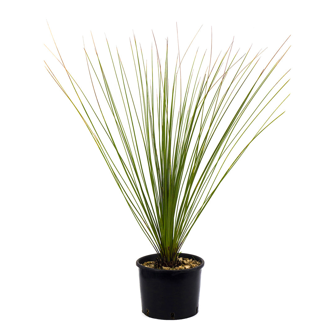 Dasylirion longissimum - dasilirio (Vaso 25 basso cm)