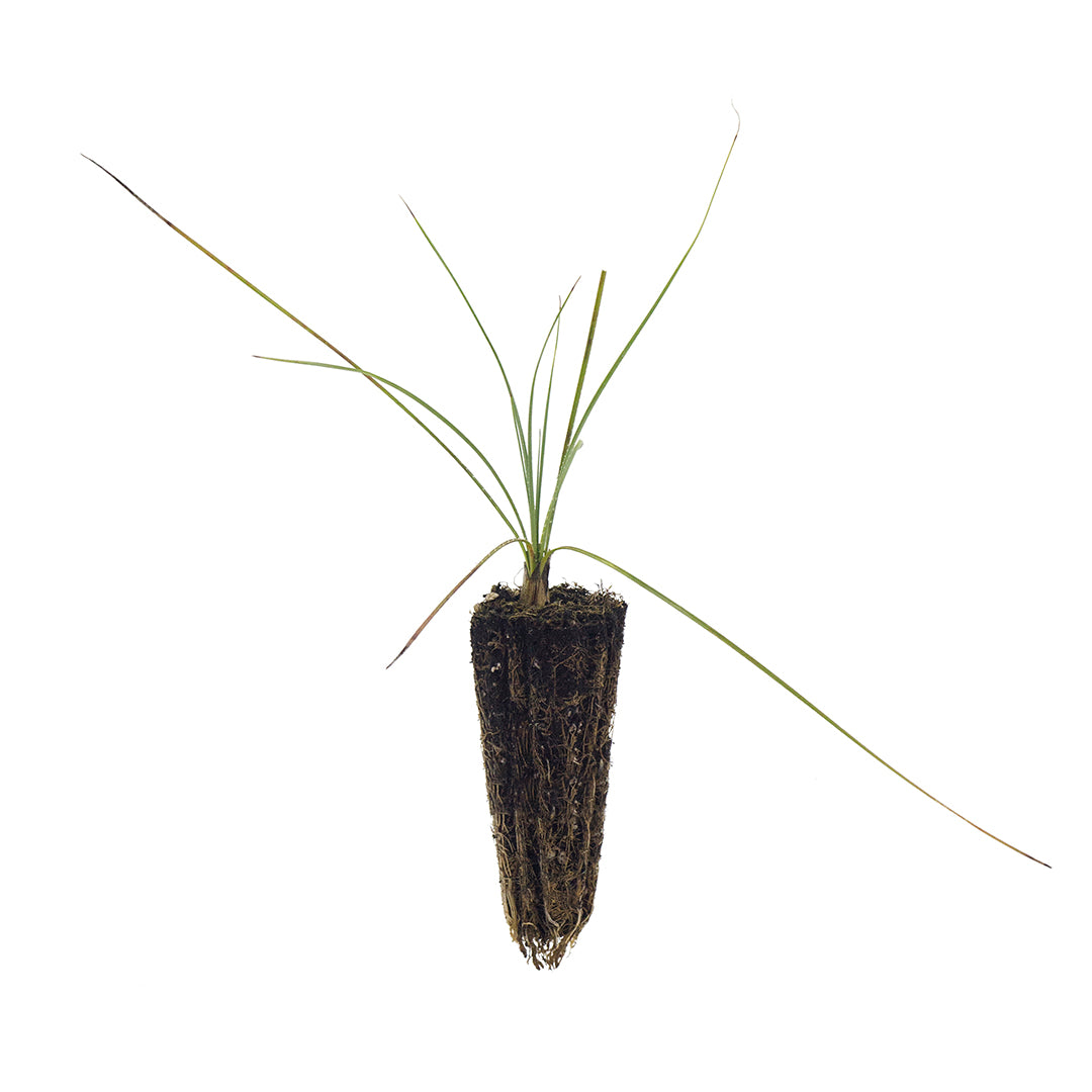 Dasylirion serratifolium - dasilirio (Forestry alveolus)