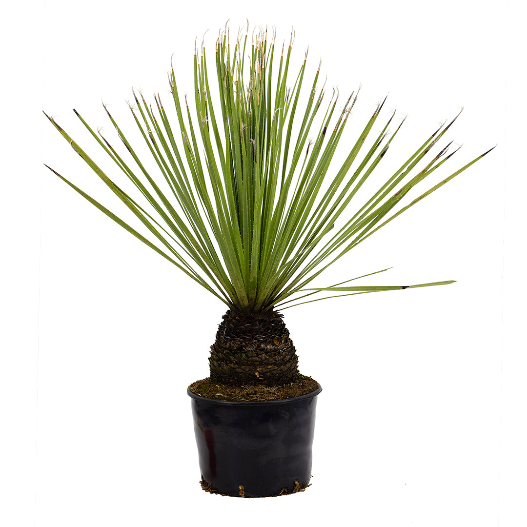 Dasylirion serratifolium - Dasilirio (Vaso 25 Basso Cm)