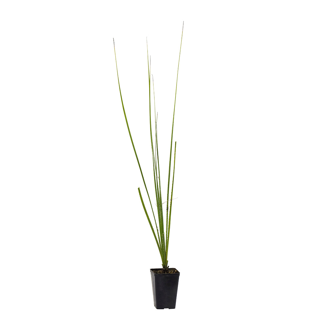 Dasylirion texanum - dasilirio (Vaso quadro 9x9x13 cm)